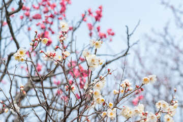 梅の花