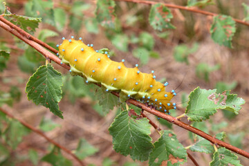 Naklejka premium Chenille de Grand Paon de nuit Saturnia pyri