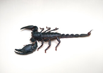 the Asian blue forest scorpion (Heterometrus cyaneus) isolated on white background