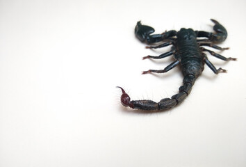 the Asian blue forest scorpion (Heterometrus cyaneus) isolated on white background