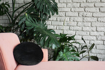Big green monstera plant in the pot. Pink sofa. White brick wall Scandinavian design © brillianata