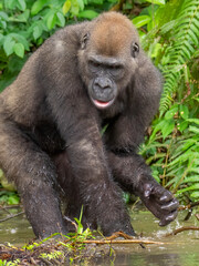 A Western gorilla (Gorilla gorilla) Africa Gabon.