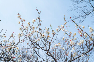 梅の花