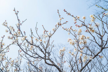 梅の花