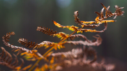 Feuilles de fougère desséchées, vues de près, en hiver, dans la forêt des Landes de Gascogne