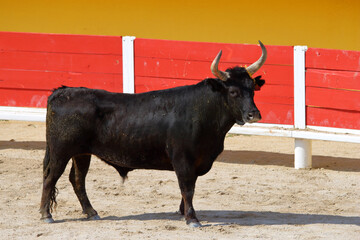 Couse camarguaise, un sport avec taureaux et hommes