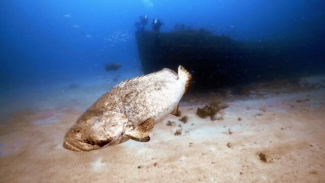 Goliath grouper swims pas shipwreck off Florida