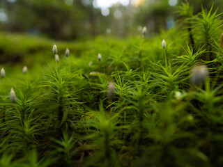 green moss on the ground