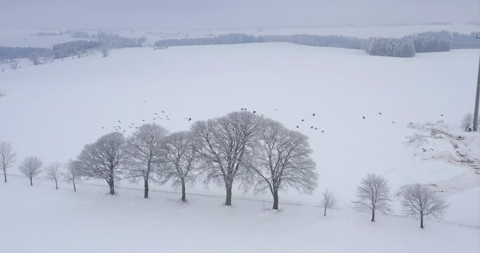 Viele Vögel im tiefsten Winter auf einem verschneiten Baum 