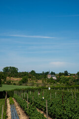 Fototapeta na wymiar Summer countryside landscape in Belgium