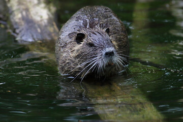 Ragondin Myocastor coypus dans son environnement