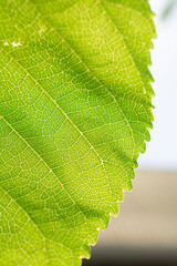green leaf texture
