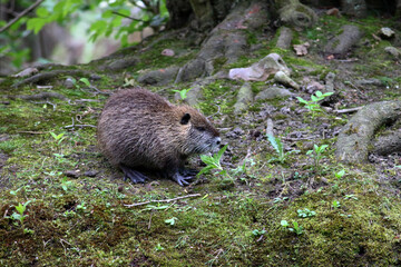 Ragondin Myocastor coypus dans son environnement