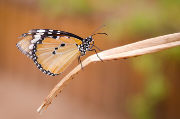 old Monarch Butterly 