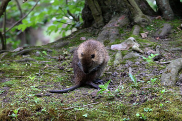 Ragondin Myocastor coypus dans son environnement