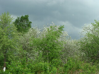 a blooming tree against a background of thunderclouds