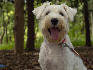 jack russell terrier dog