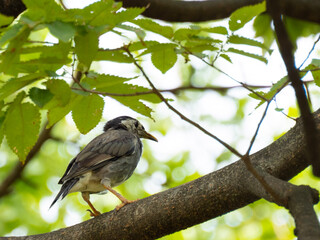 bird on a branch