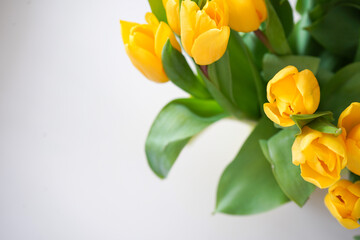 Yellow tulips on white wood background. Spring - poster with free text space.