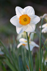 Jonquille ornementale Narcissus dans un matin froid