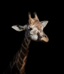 beautiful fine art giraffe head and neck.Low key photography © Helena GARCIA