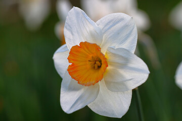 Jonquille ornementale Narcissus dans un matin froid