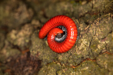 Red millipede spiraled on a tree in a rainforest