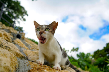 Obraz premium 石崖の上 舌が出てる猫 キジ白