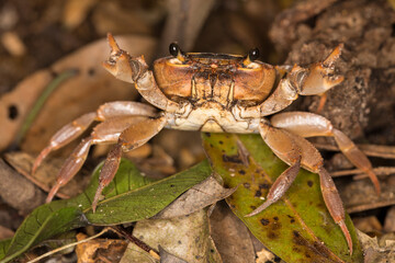 Fresh water crab in a tropical forest