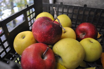 Harvest. Autumn still life with red apples and leaves