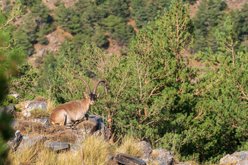 mountain goat in Sierra Nevada in southern Spain