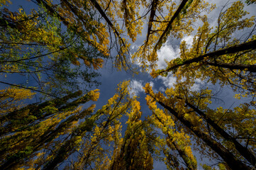 Árboles y cielo para fondos de publicidad