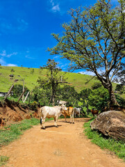 Obraz premium herd of cows