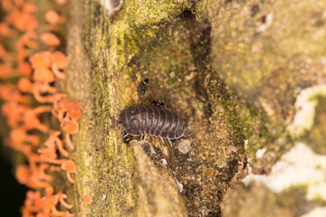 Woodlouse on a tree full of red fungi