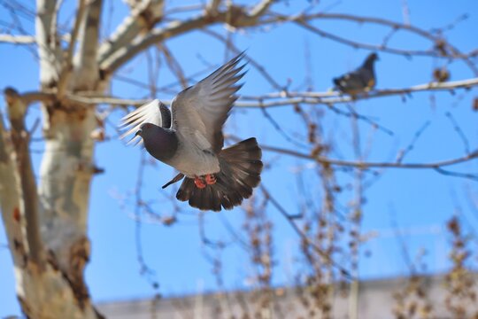 Low Angle View Of Pidgeon Flying Against Sky