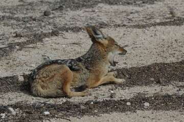 Jackal sleeping on the ground at Etosha National in Namibia