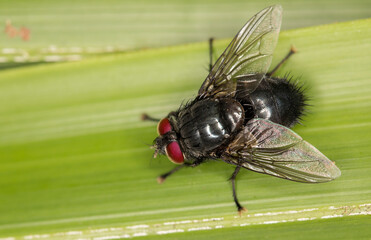 Black fly with red eyes on a green leaf