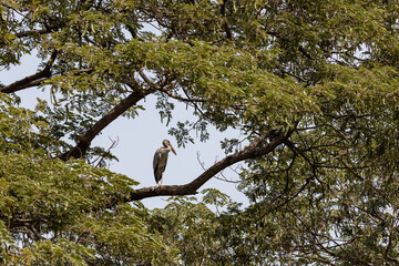Asian openbill Sitting On The Branch Of Big Tree, Thailand.
