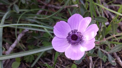 Pink anemone field flower. Greece
