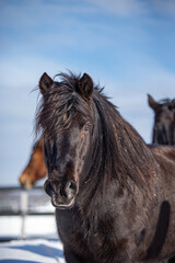 Close up on a black horse pony 