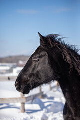 Close up on a black horse outside in winter
