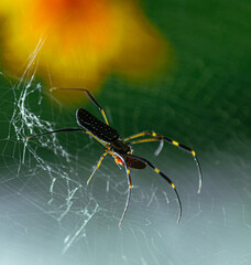 spider on a web