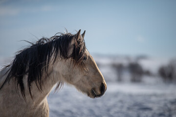 Fototapeta na wymiar Beautiful buckskin quarter horse outside in windy winter pasture