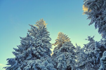 Snow covered tree tops, blue sky, sunny day.