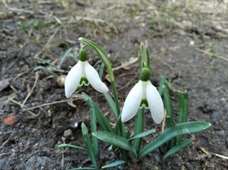 
Snowdrop, primrose. Sparkling flowers. Beautiful flowers in early spring.