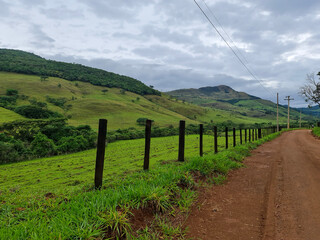Fototapeta premium vineyard in the summer