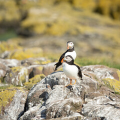 Fototapeta premium Pair of Puffins (Fratercula Arctica) on the Farne Islands