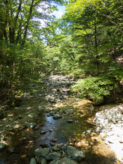 river in the forest