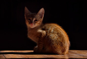 A young red kitten basks in the sun in a dark room.