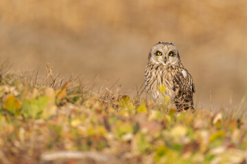 コミミズクの休息